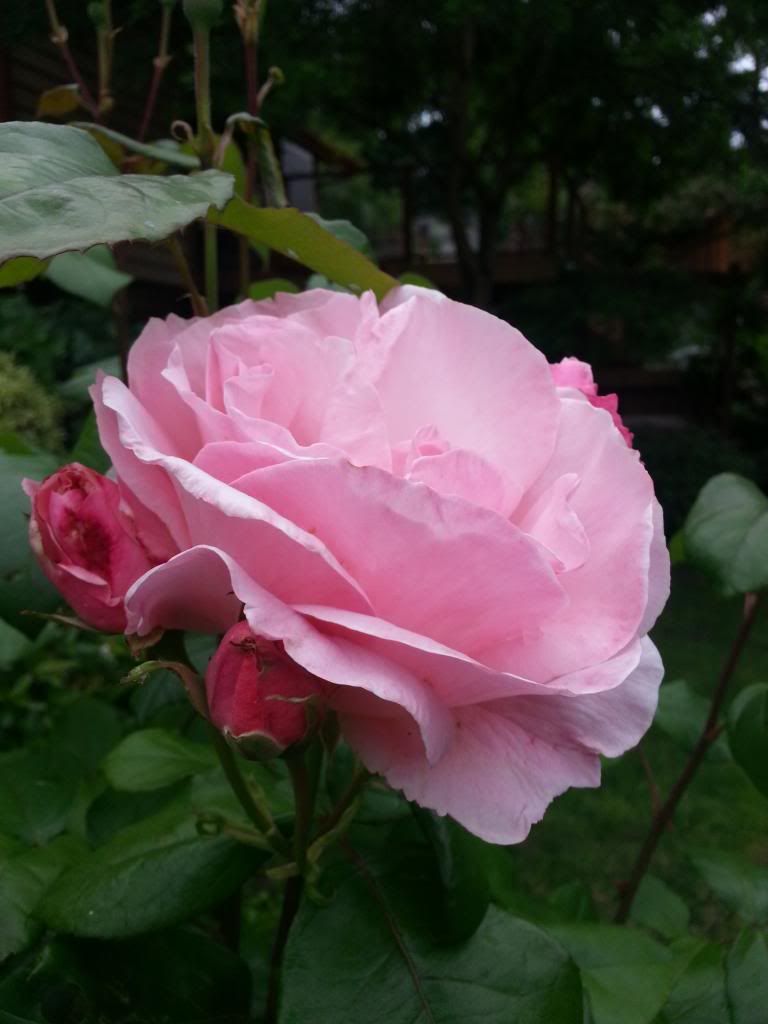  photo 20140603_124717_zpsxmklhhlr.jpg